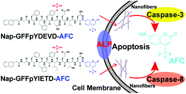 Graphical abstract: Real-time monitoring of caspase-3/8 activity by self-assembling nanofiber probes in living cells