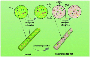 Graphical abstract: Highly regenerative and efficient adsorption of phosphate by restructuring natural palygorskite clay via alkaline activation and co-calcination