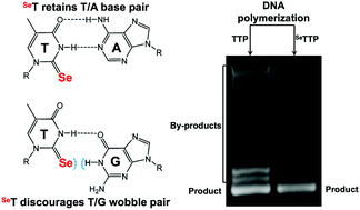 Graphical abstract: Selenium-atom-modified thymidine enhances the specificity and sensitivity of DNA polymerization and detection