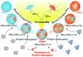 Graphical abstract: Controllable mixed-charged co-assembly of dendritic lipopeptides into invisible capsid-like nanoparticles as potential drug carriers