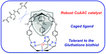 Graphical abstract: A tris(benzyltriazolemethyl)amine-based cage as a CuAAC ligand tolerant to exogeneous bulky nucleophiles