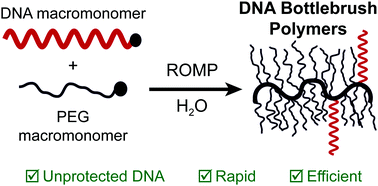 Graphical abstract: DNA–polymer conjugates via the graft-through polymerisation of native DNA in water