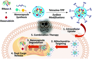 Graphical abstract: Co-delivery of proteins and small molecule drugs for mitochondria-targeted combination therapy