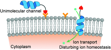 Graphical abstract: Gramicidin A-based unimolecular channel: cancer cell-targeting behavior and ion transport-induced apoptosis