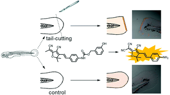 Graphical abstract: Increase of tyrosinase activity at the wound site in zebrafish imaged by a new fluorescent probe