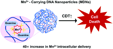Graphical abstract: Mn–DNA coordination of nanoparticles for efficient chemodynamic therapy