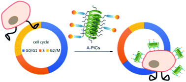 Graphical abstract: Multivalent Sgc8c-aptamer decorated polymer scaffolds for leukemia targeting