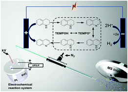 Graphical abstract: Understanding of TEMPO-electrocatalyzed acceptorless dehydrogenation of tetrahydroquinoline by in situ extractive electrospray ionization mass spectrometry