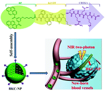 Graphical abstract: Two-photon excited peptide nanodrugs for precise photodynamic therapy
