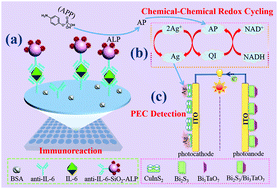 Graphical abstract: Chemical-chemical redox cycling amplification strategy in a self-powered photoelectrochemical system: a proof of concept for signal amplified photocathodic immunoassay