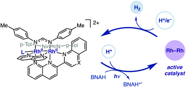 Graphical abstract: Unsymmetrical dirhodium single molecule photocatalysts for H2 production with low energy light