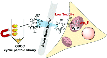 Graphical abstract: One-bead-one-compound screening approach to the identification of cyclic peptoid inhibitors of cyclophilin D as neuroprotective agents from mitochondrial dysfunction