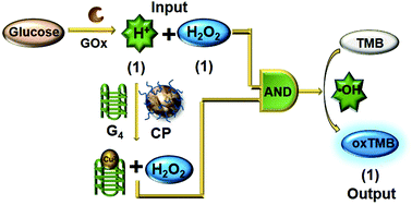 Graphical abstract: An enzyme cascade sensor with resistance to the inherent intermediate product by logic-controlled peroxidase mimic catalysis