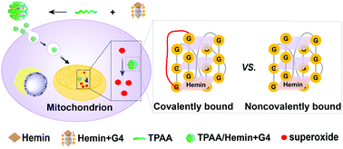 Graphical abstract: The proximity of the G-quadruplex to hemin impacts the intrinsic DNAzyme activity in mitochondria