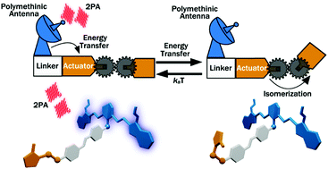 Graphical abstract: Two-photon induced isomerization through a cyaninic molecular antenna in azo compounds