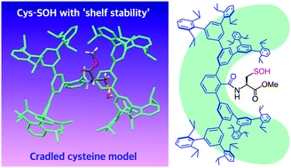 Graphical abstract: Isolable small-molecule cysteine sulfenic acid