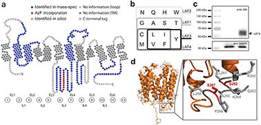 Graphical abstract: Optoproteomics elucidates the interactome of L-type amino acid transporter 3 (LAT3)