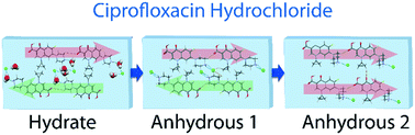 Graphical abstract: Structural origin of physicochemical properties differences upon dehydration and polymorphic transformation of ciprofloxacin hydrochloride revealed by structure determination from powder X-ray diffraction data