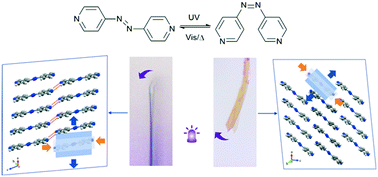 Graphical abstract: Polymorph induced diversity of photomechanical motions of molecular crystals