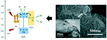 Graphical abstract: Au/MoS2/Ti3C2 composite catalyst for efficient photocatalytic hydrogen evolution