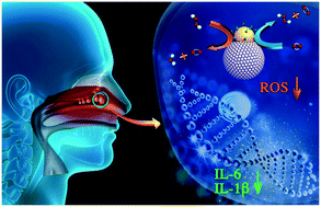 Graphical abstract: Janus nanozyme–drug nanosystems for synergistic anti-inflammatory treatment of nasal polyps