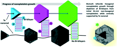 Graphical abstract: Monitoring the multiphasic evolution of bismuth telluride nanoplatelets