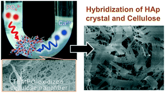Graphical abstract: Growth of dispersed hydroxyapatite crystals highly intertwined with TEMPO-oxidized cellulose nanofiber