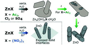 Graphical abstract: Counter-ion influence on the mechanism of HMTA-mediated ZnO formation