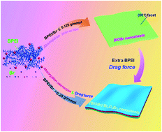 Graphical abstract: Regulating the phase transition of monoclinic Bi4O5Br2 through the synergistic effect of “drag force” and facet recognition by branched polyethyleneimine