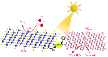 Graphical abstract: CdS nanoparticles grown in situ on oxygen deficiency-rich WO3−x nanosheets: direct Z-scheme heterojunction towards enhancing visible light-driven hydrogen evolution