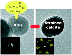 Graphical abstract: Strained calcite crystals from amorphous calcium carbonate containing an organic molecule