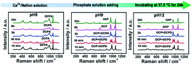 Graphical abstract: Formation and phase evolution of calcium phosphates modulated by ion exchange ionomer Nafion