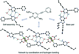 Graphical abstract: Construction of hydrogen bonding and coordination networks based on ethynylpyridine-appended nucleobases