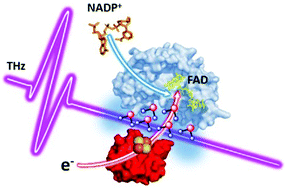 Graphical abstract: Solvent dynamics play a decisive role in the complex formation of biologically relevant redox proteins