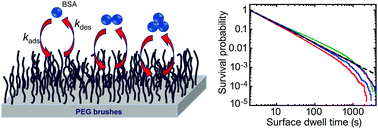 Graphical abstract: Anomalous protein kinetics on low-fouling surfaces