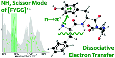 Graphical abstract: Formation of n → π+ interaction facilitating dissociative electron transfer in isolated tyrosine-containing molecular peptide radical cations