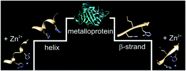 Graphical abstract: Unravelling electron transfer in peptide-cation complexes: a model for mimicking redox centres in proteins