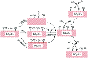 Graphical abstract: Adsorption and oxidation of SO2 on the surface of TiO2 nanoparticles: the role of terminal hydroxyl and oxygen vacancy–Ti3+ states