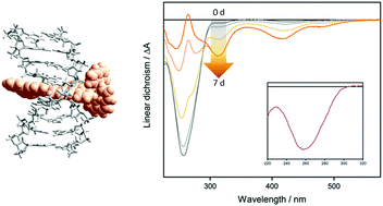 Graphical abstract: DNA threading intercalation of enantiopure [Ru(phen)2bidppz]2+ induced by hydrophobic catalysis