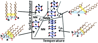 Graphical abstract: Energetics and structures of the tilted phases of fatty acid Langmuir monolayers