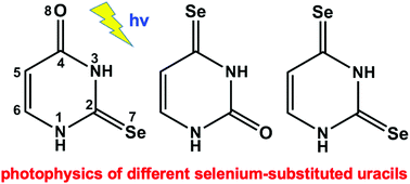 Graphical abstract: Selenium substitution effects on excited-state properties and photophysics of uracil: a MS-CASPT2 study
