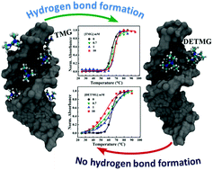 Graphical abstract: Hydrogen bonding of ionic liquids in the groove region of DNA controls the extent of its stabilization: synthesis, spectroscopic and simulation studies