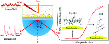 Graphical abstract: In situ and sensitive monitoring of configuration-switching involved dynamic adsorption by surface plasmon-coupled directional enhanced Raman scattering