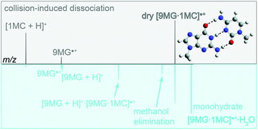 Graphical abstract: Mass spectrometry and computational study of collision-induced dissociation of 9-methylguanine–1-methylcytosine base-pair radical cation: intra-base-pair proton transfer and hydrogen transfer, non-statistical dissociation, and reaction with a water ligand