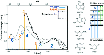 Graphical abstract: First-principles characterization of the singlet excited state manifold in DNA/RNA nucleobases