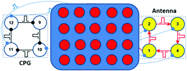 Graphical abstract: Experimental verification of an opto-chemical “neurocomputer”