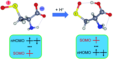 Graphical abstract: Distonic radical anion species in cysteine oxidation processes