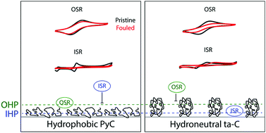 Graphical abstract: Biofouling affects the redox kinetics of outer and inner sphere probes on carbon surfaces drastically differently – implications to biosensing