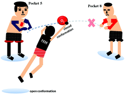 Graphical abstract: Flipped regiospecificity in L434F mutant of 8-lipoxygenase