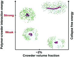 Graphical abstract: Small crowder interactions can drive hydrophobic polymer collapse as well as unfolding